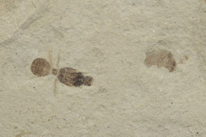 Fossil Ant (Formicidae) Plate - Green River Formation, Utah #213341